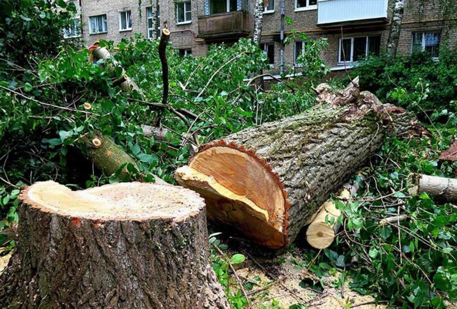 Спиленные Деревья Фото
